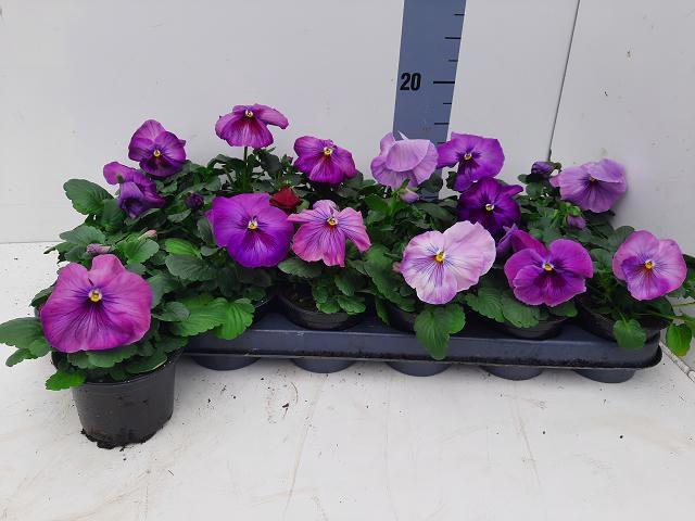 <h4>VIO WI DEL PERS SURP</h4>