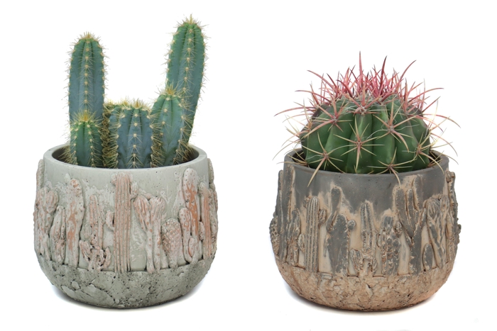 <h4>Cactus 12 cm in tacana pot</h4>