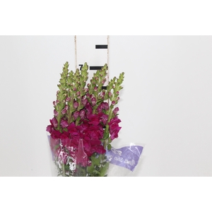 BOCA DE LEAO VINHO 070 CM