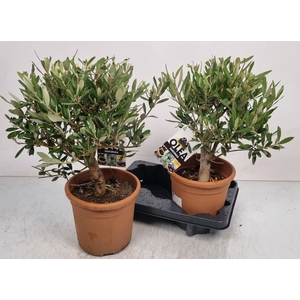 OLEA EUROPAEA