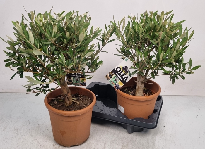 <h4>OLEA EUROPAEA</h4>