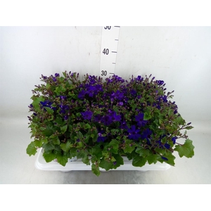 Pericallis cr. 'Senetti Blue Deep'