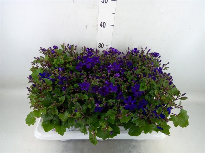 <h4>Pericallis cr. 'Senetti Blue Deep'</h4>