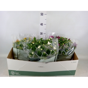 Chrysanthemum   ..mix 5