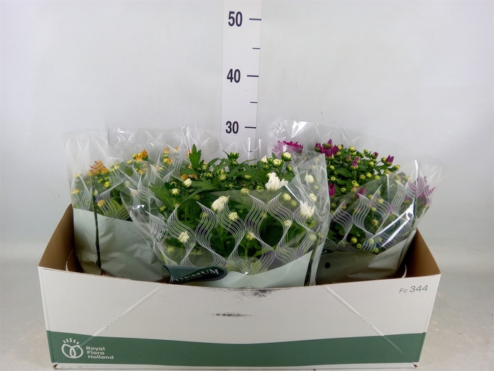 <h4>Chrysanthemum   ..mix 5</h4>