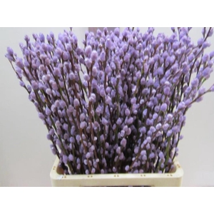Salix Katje Milka L70