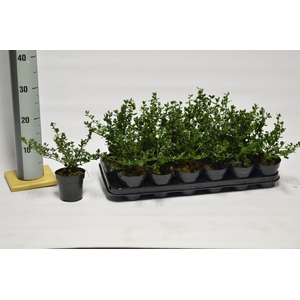 Ceanothus imp. Victoria