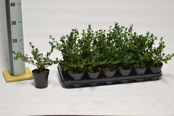 <h4>Ceanothus imp. Victoria</h4>