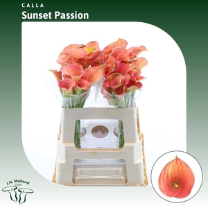 ZANT SUNSET PASSION