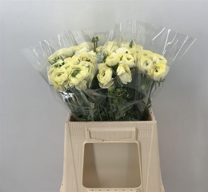 <h4>Ran Suc 1st Creme 511 Crema</h4>