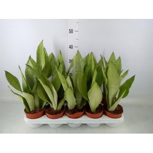 Sansevieria trifa. 'Moonshine'