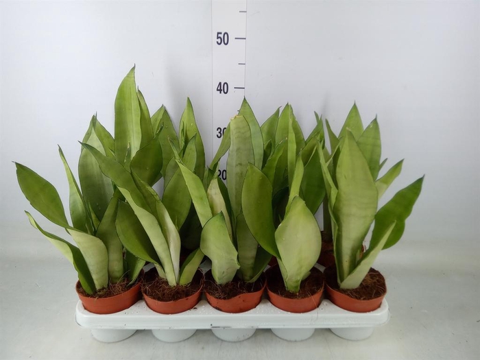 <h4>Sansevieria trifa. 'Moonshine'</h4>