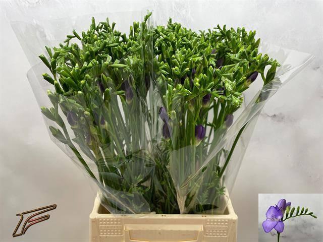 <h4>FR EN MERCURIUS</h4>