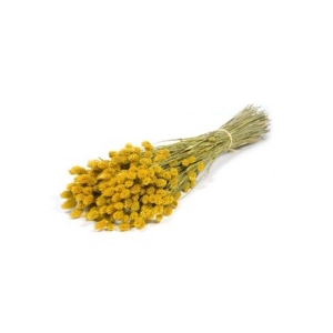 Phalaris yellow