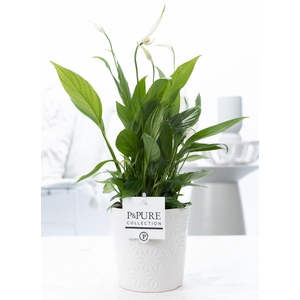 Spathiphyllum Korto in P&PURE Juliette ceramics white