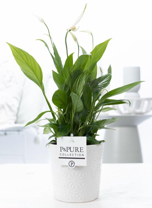 <h4>Spathiphyllum Korto in P&PURE Juliette ceramics white</h4>