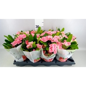 EUPHORBIA MILII  QUEEN