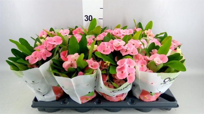 <h4>EUPHORBIA MILII QUEEN</h4>