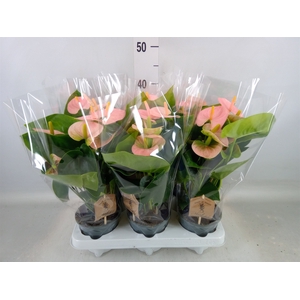 Anthurium andr. 'Spirit'