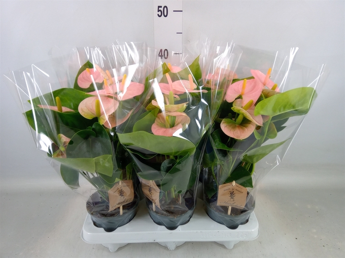 <h4>Anthurium andr. 'Spirit'</h4>
