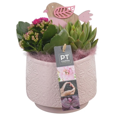 <h4>PTIB6324 Arrangementen kamerplanten</h4>