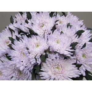 Chr G Topspin G Sweet Milka