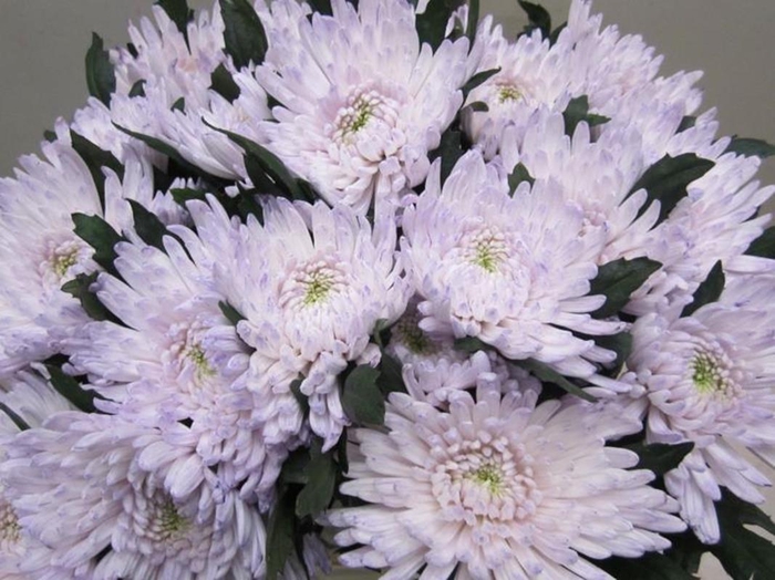 <h4>Chr G Topspin G Sweet Milka</h4>