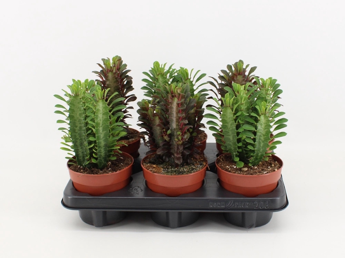 <h4>Euphorbia Trigona Gemengd (Rood/Groen)</h4>