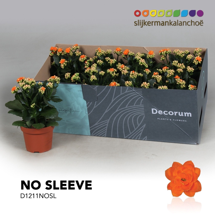 <h4>Kalanchoe No Sleeve - Orange</h4>