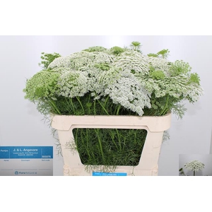 AMMI VIS CASABLANCA
