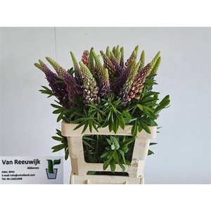 Lupinus