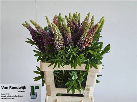 <h4>Lupinus</h4>