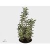 EUONYMUS JA MICROPHY