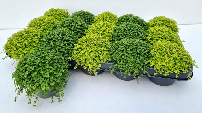 <h4>SOLEI SOL  GEM 2 SRT</h4>