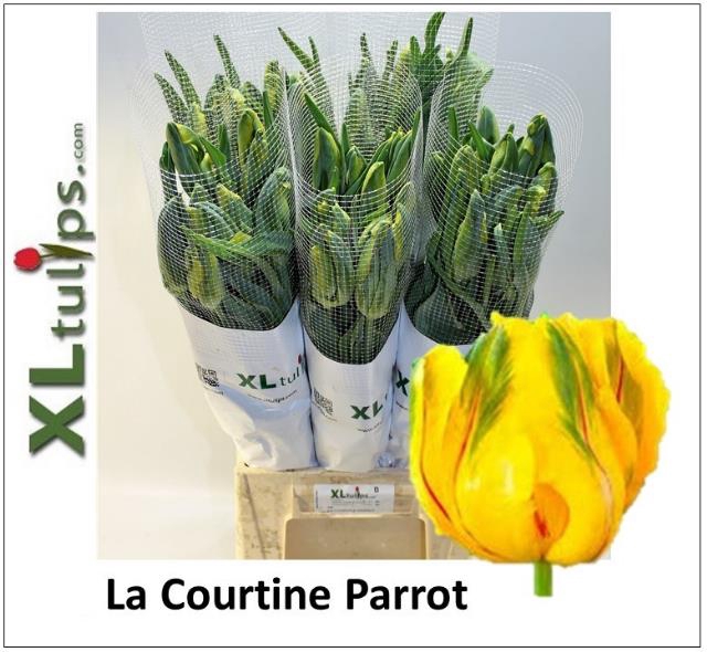 TU PA LA COUR PARROT