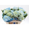 Hydrangea blue