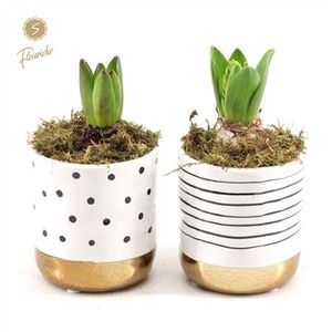 Hyacinth Mix 1613 Stripes And Dots M