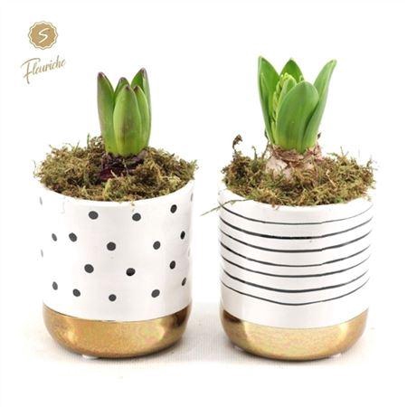 <h4>Hyacinth Mix 1613 Stripes And Dots M</h4>