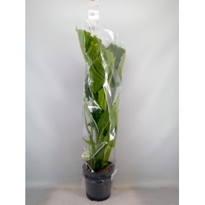 Alocasia gageana
