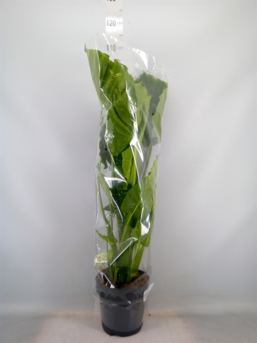 <h4>Alocasia gageana</h4>