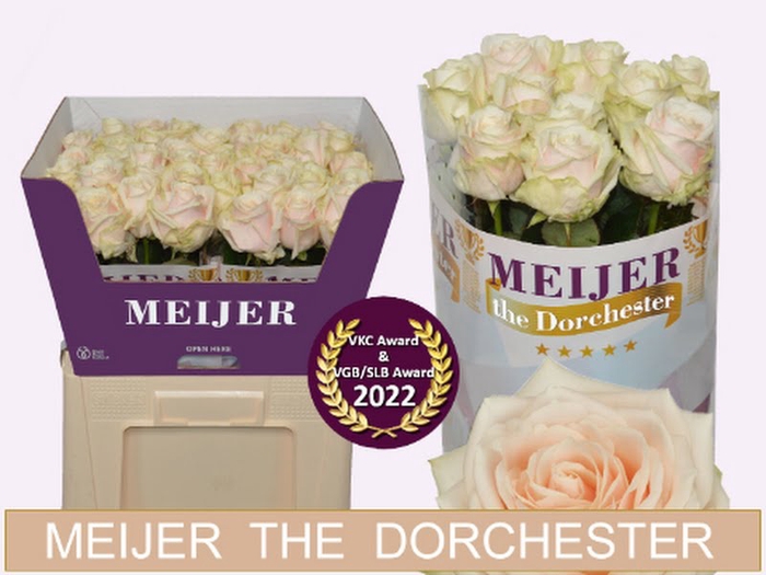 <h4>R Gr Dorchester+ Meijer</h4>