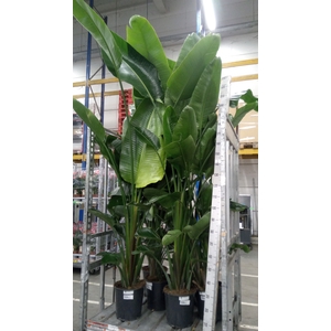 Strelitzia nicolai