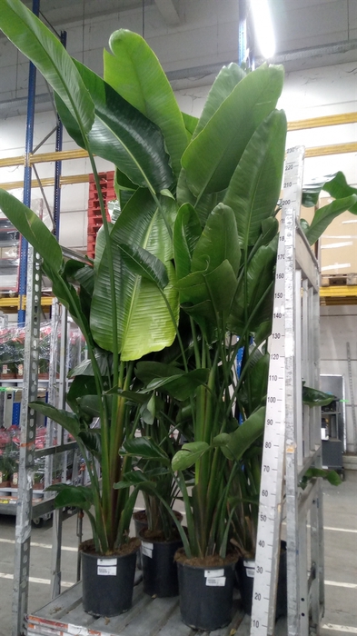 <h4>Strelitzia nicolai</h4>