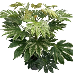 Fatsia jap. 'Spiderweb' sense C10