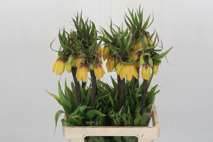 <h4>Fritillaria Lutea</h4>