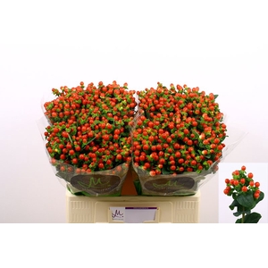 Hyp Tomato Flair Red 60 cm Marginpar