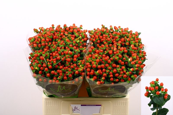 <h4>Hyp Tomato Flair Red 60 cm Marginpar</h4>