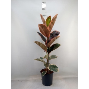 Ficus elastica 'Belize'