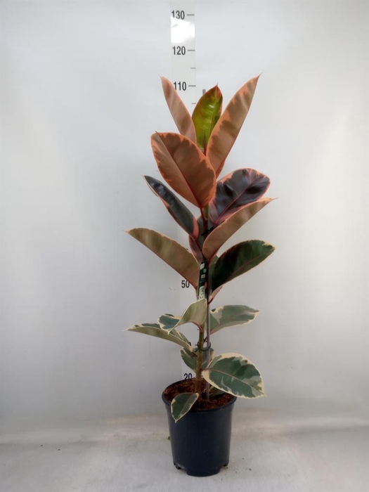 <h4>Ficus elastica 'Belize'</h4>
