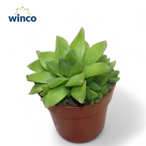 Haworthia Cymbiformis